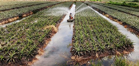 Tây Ninh: Người nông dân biến vùng đất phèn thành nông trường khóm