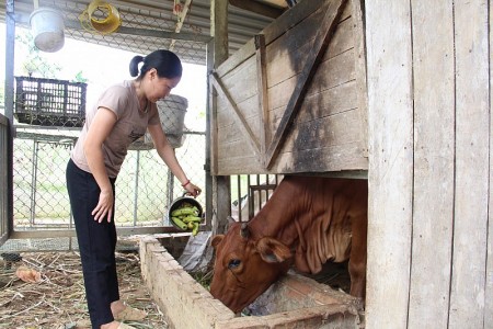 Hình thành các vùng chăn nuôi trọng điểm gia súc, gia cầm xa trung tâm Thủ đô