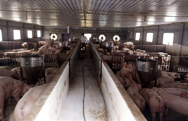 Nông dân Thủ đô xuất sắc phát triển chăn nuôi lợn theo hướng bền vững