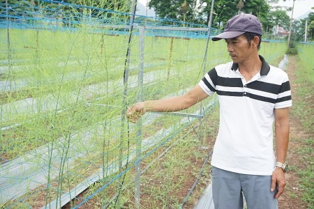 Người tiên phong phát triển mô hình trồng măng tây ở Sơn Công