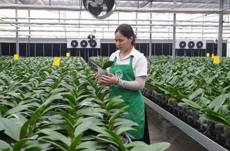 OCOP khẳng định chất lượng, thúc đẩy đầu ra sản phẩm nông nghiệp huyện Mê Linh