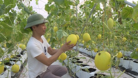 Thí điểm thành lập 3 trung tâm dịch vụ nông nghiệp tại Hà Nội