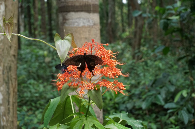 Những hình ảnh tuyệt đẹp tại Khu dự trữ sinh quyển Đồng Nai