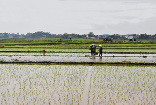 Huyện Thạch Thất: Hoàn thành gần 100% kế hoạch diện tích gieo trồng vụ mùa 2022