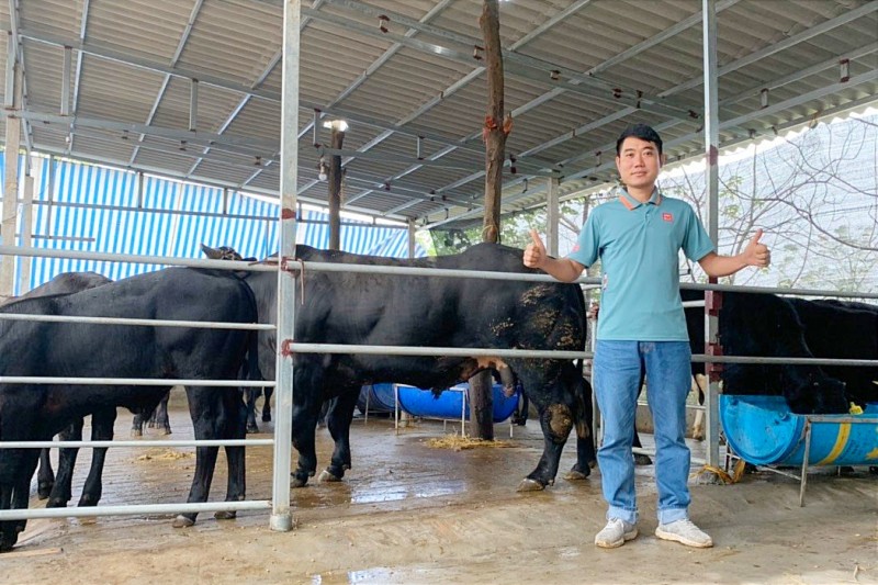 Nông dân trẻ “liều mình” nuôi bò 3B trở thành triệu phú