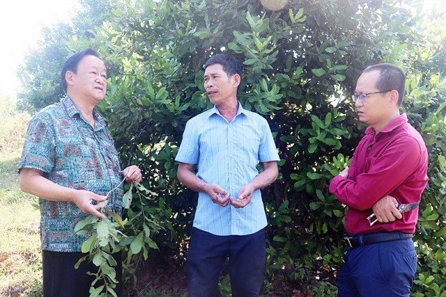 Tập huấn đưa cây Mắc ca về phát triển tại huyện miền núi Hà Tĩnh