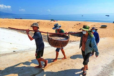 Quảng Bình: Ngư dân bãi ngang trúng hàng tấn cá cơm và cá nục