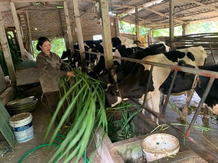Vượt khó, thoát nghèo từ nguồn vốn vay nuôi bò sữa