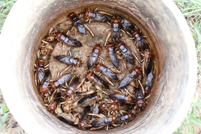 Hà Tĩnh: Người dân đua nhau đi bắt côn trùng