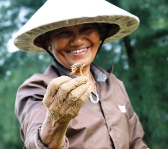 Hà Tĩnh: Người dân đua nhau đi bắt côn trùng