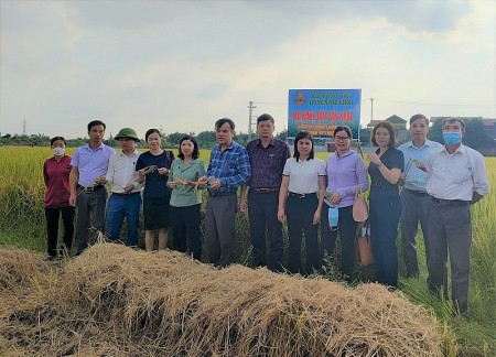 Tổng kết mô hình Dân vận khéo lúa ST25 chất lượng cao theo kỹ thuật SRI