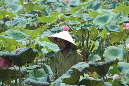 Phát triển kinh tế nông nghiệp ở Hồng Dương