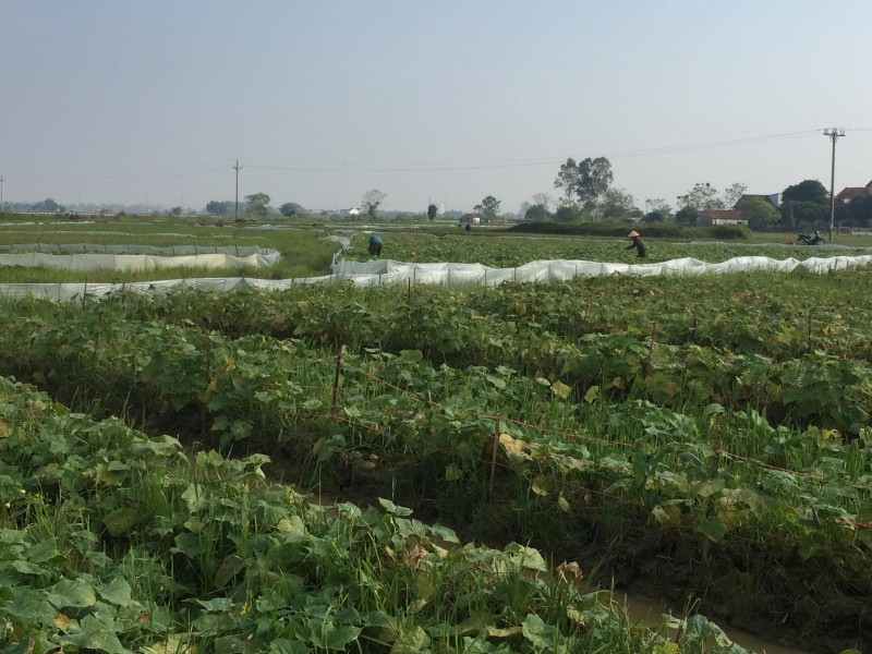 Nghệ An: Nông dân thu tiền tỷ từ cây dưa chuột