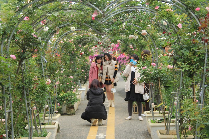 Người dân hào hứng tham quan, chụp ảnh tại Lễ hội hoa Mê Linh