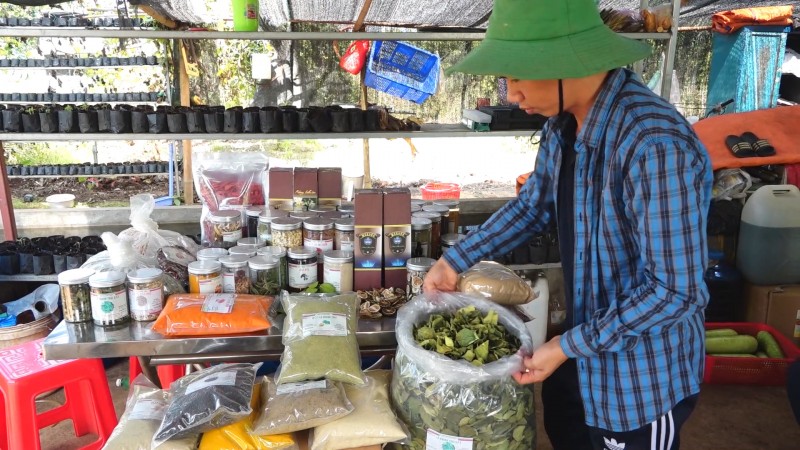 Làm giàu từ trang trại trồng chanh lấy lá ở Đồng Nai