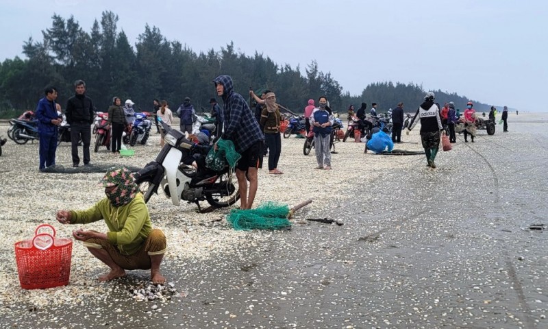 Hà Tĩnh: Người dân dầm mình trong mưa rét để vớt “lộc biển”