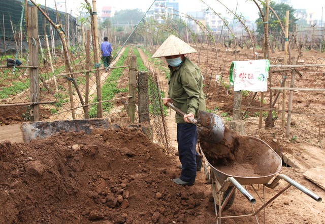 Người dân ở Nhật Tân tất bật phục hồi đào sau Tết Nguyên đán
