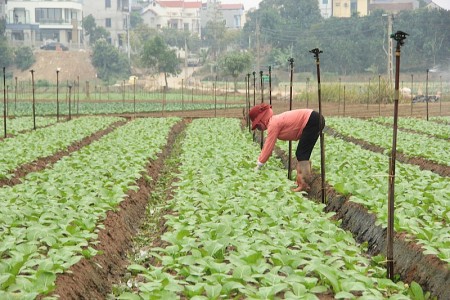 Dự kiến chuyển đổi hơn 3.800ha cây trồng trên đất lúa ở Hà Nội