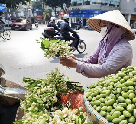 Hoa bưởi xuống phố