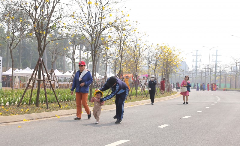 Đẹp ngỡ ngàng đường hoa phong linh vàng rực ở Hà Nội