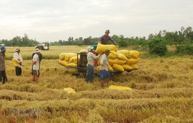 Ngân hàng Nhà nước chỉ đạo đẩy mạnh cho vay thu mua, kinh doanh thóc, gạo