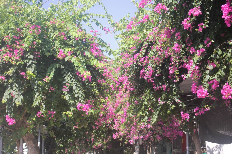 Theo người dân sinh sống tại đường Bạch Thái Bưởi, những cây hoa giấy này được trồng từ năm 2000. Trải qua thời gian, nơi đây trở thành điểm đến yêu thích của nhiều người. (Ảnh: Hương Thảo)