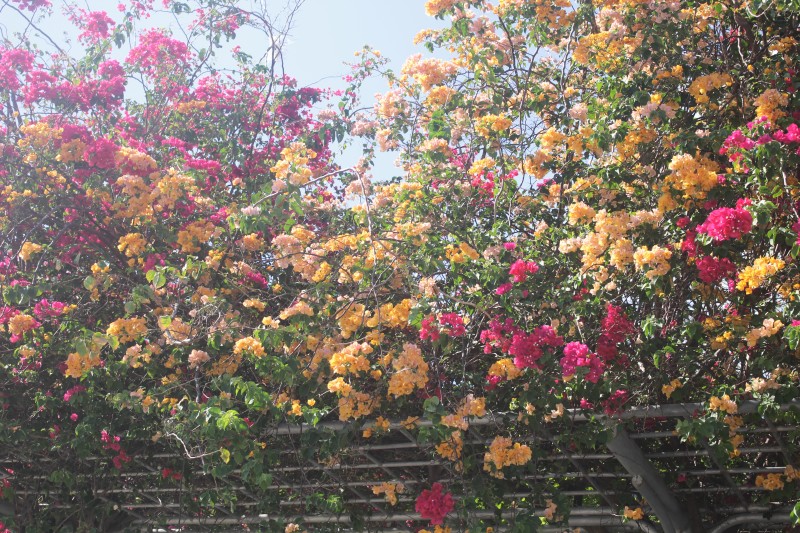   Tại đường Nguyễn Văn Linh, dưới nắng vàng, giàn hoa giấy đủ màu đẹp như tranh.(Ảnh: Hương Thảo)