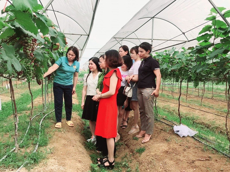 Bắc Giang Mô hình kinh tế mới mang tên nho Hạ Đen làm giàu đẹp quê hương