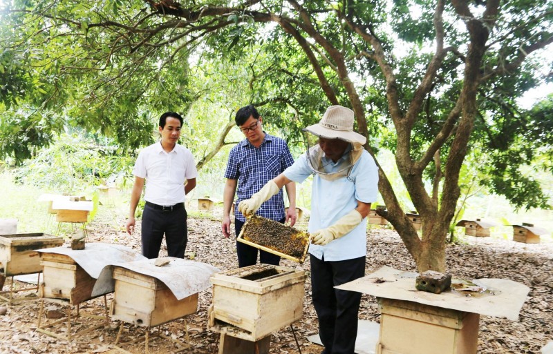 Cải thiện thu nhập từ nghề nuôi ong lấy mật ở Kim Sơn