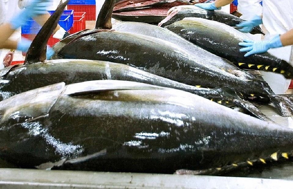 Xuất khẩu cá ngừ năm 2024: Cần tận dụng cơ hội từ FTA