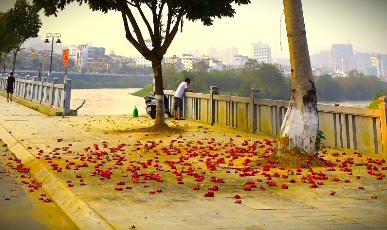 Tháng 3 về, những cây gạo mới được trồng dọc tuyến đường An Dương Vương nở hoa rực đỏ, làm đẹp thêm cho đô thị ven sông.