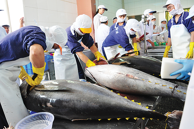 Xuất khẩu cá ngừ tăng trưởng “thần tốc”