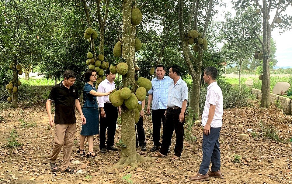 Sơn Tây: Giá trị sản xuất nông, lâm, thủy sản ước đạt 650 tỷ đồng