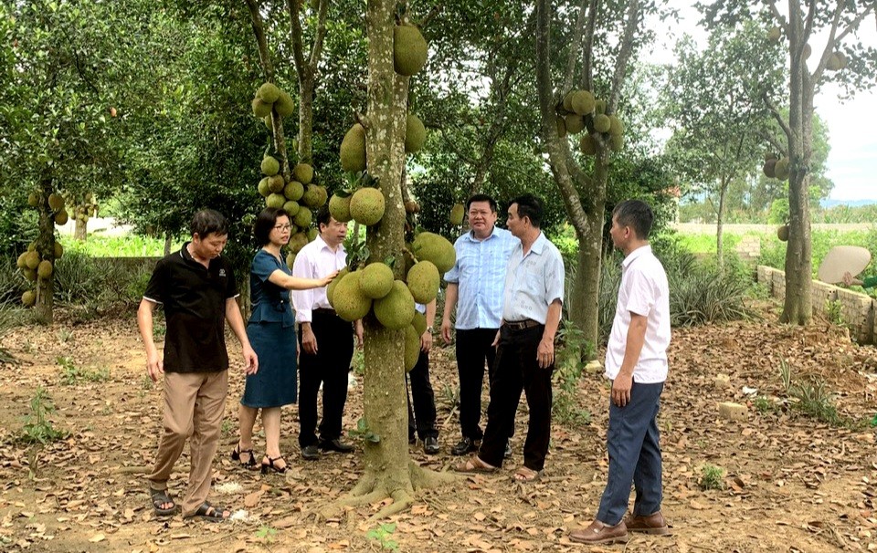 Hà Nội: Định hướng phát triển vùng chuyên canh trồng mít