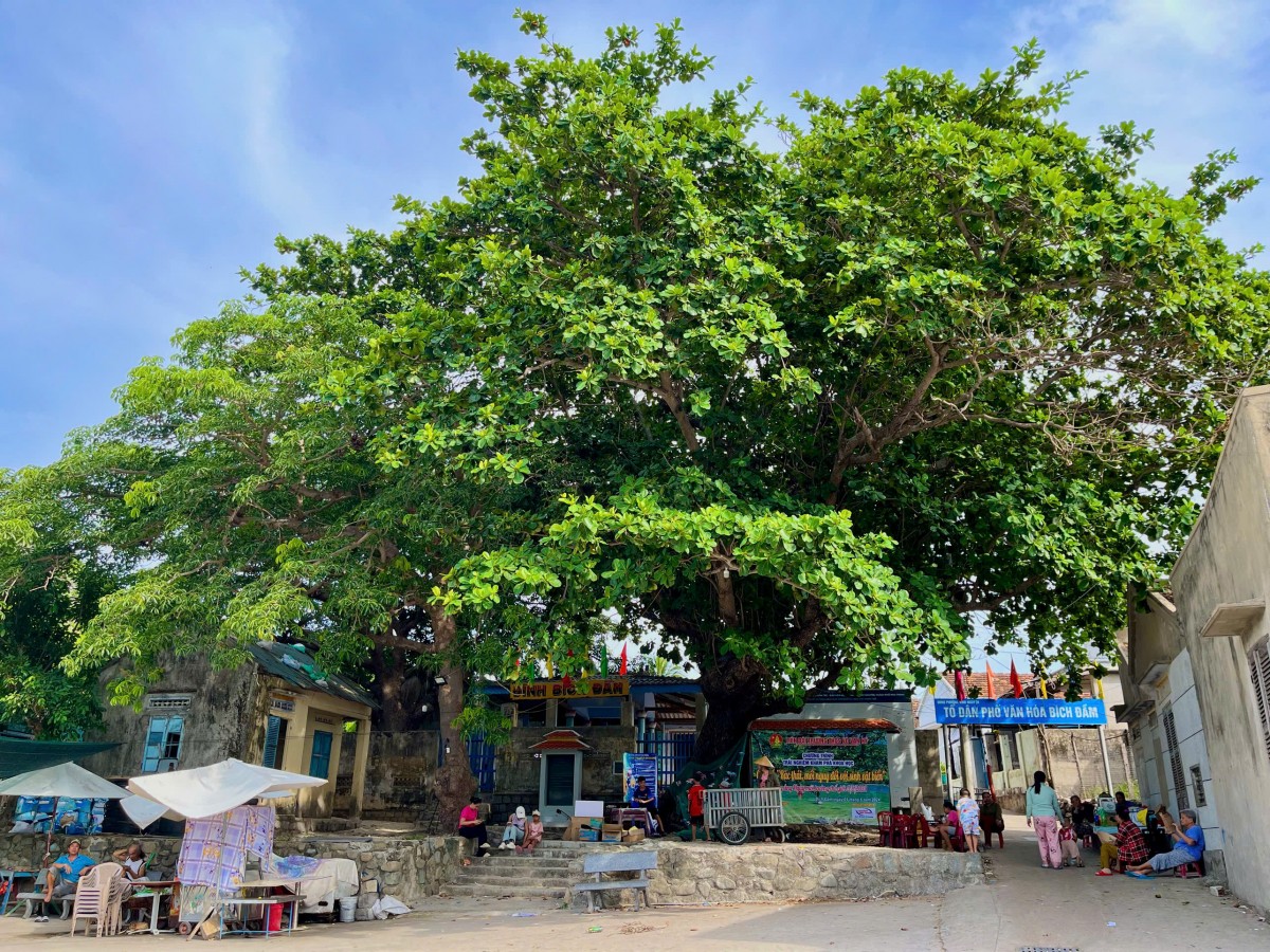 Mở cung đường du lịch từ… “cây di sản”