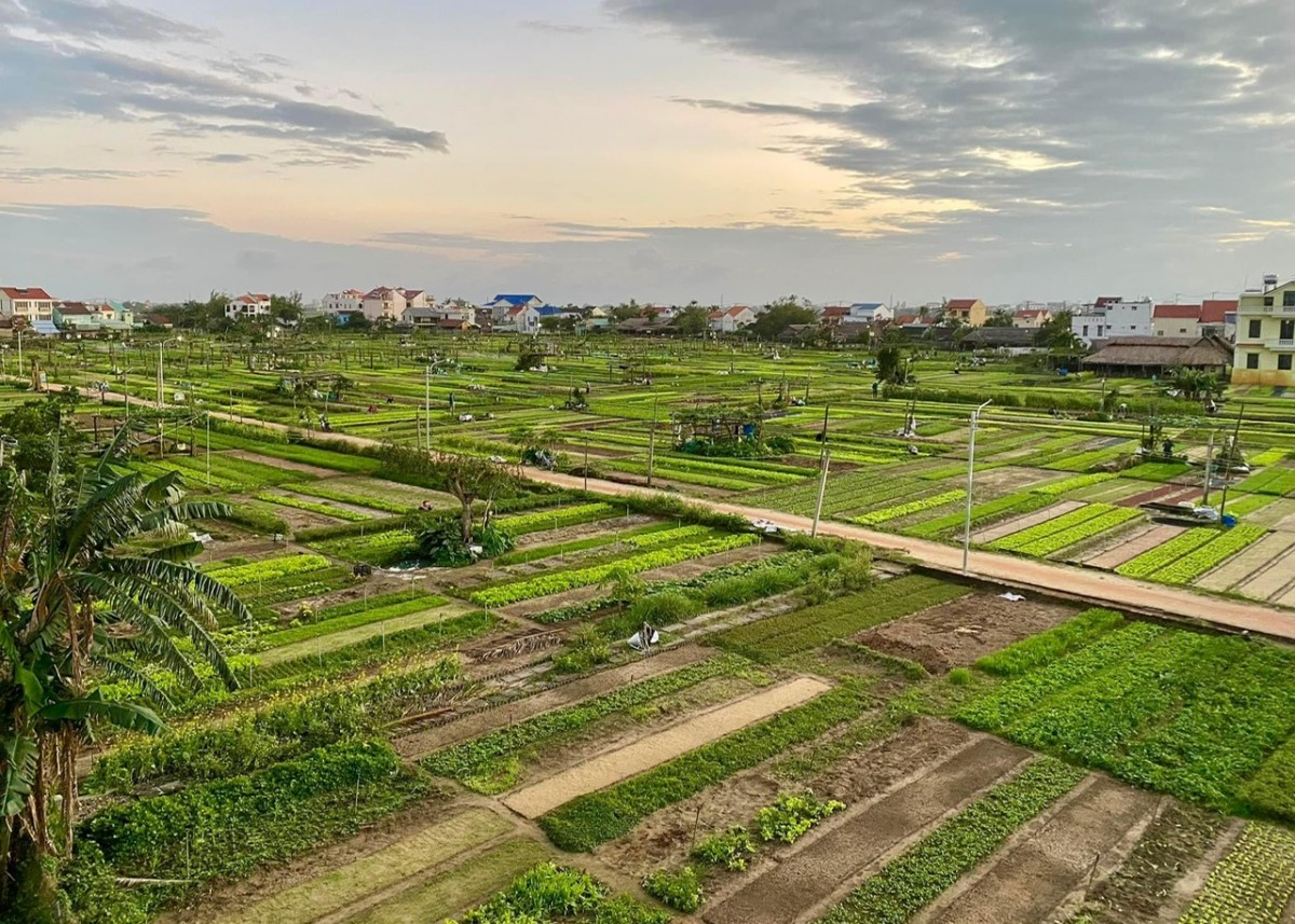 Làng rau Trà Quế được công nhận “Làng Du lịch tốt nhất” năm 2024