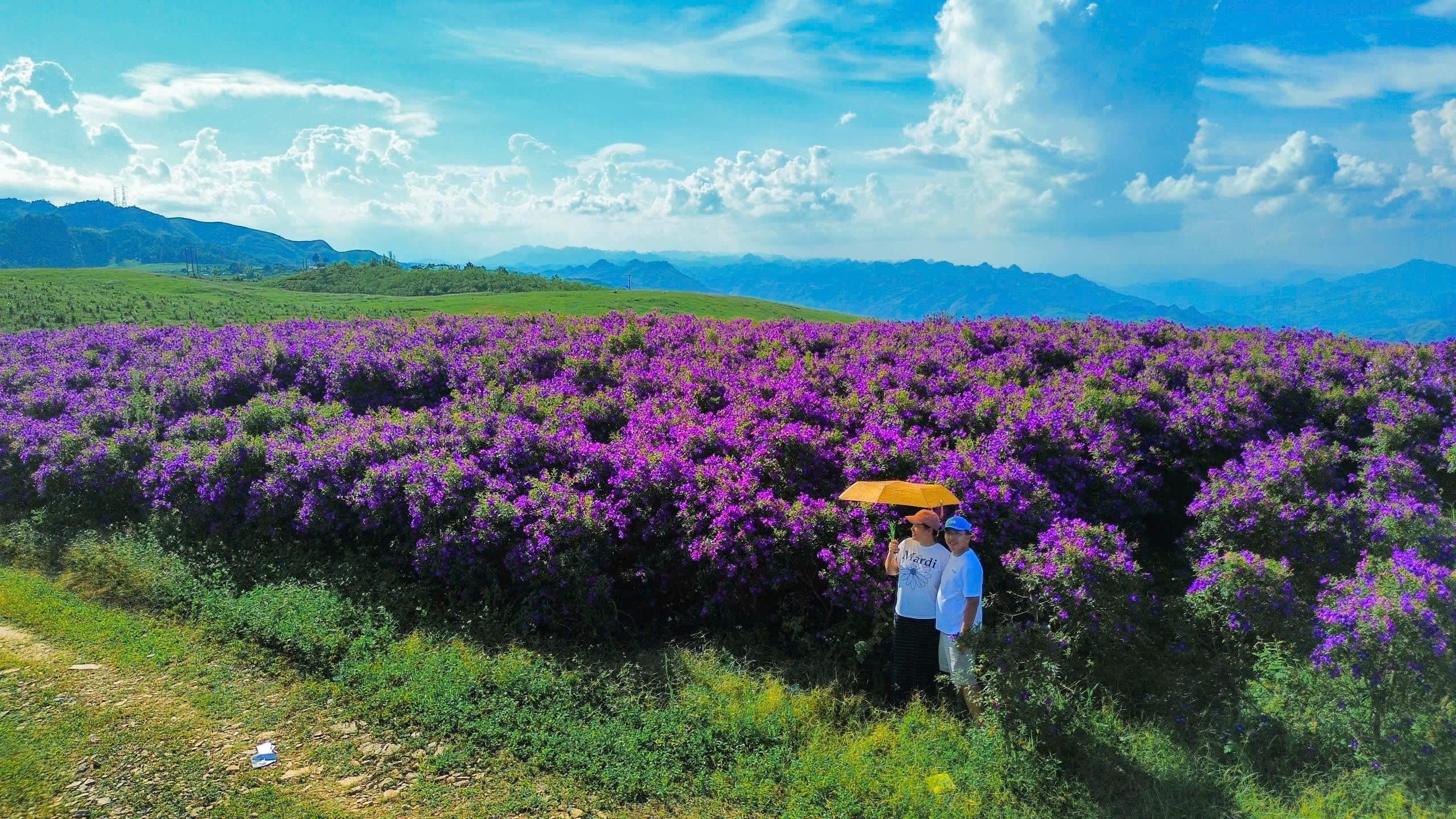 Khám phá cánh đồng hoa mua tím tuyệt đẹp cách Hà Nội 160 km