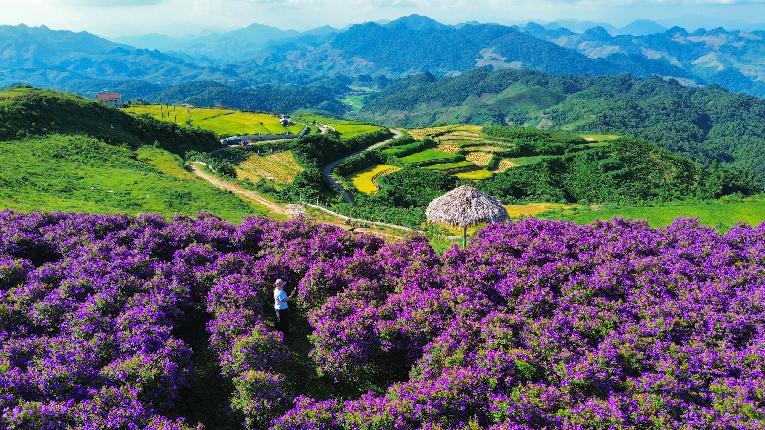 Khám phá cánh đồng hoa mua tím tuyệt đẹp cách Hà Nội 160 km