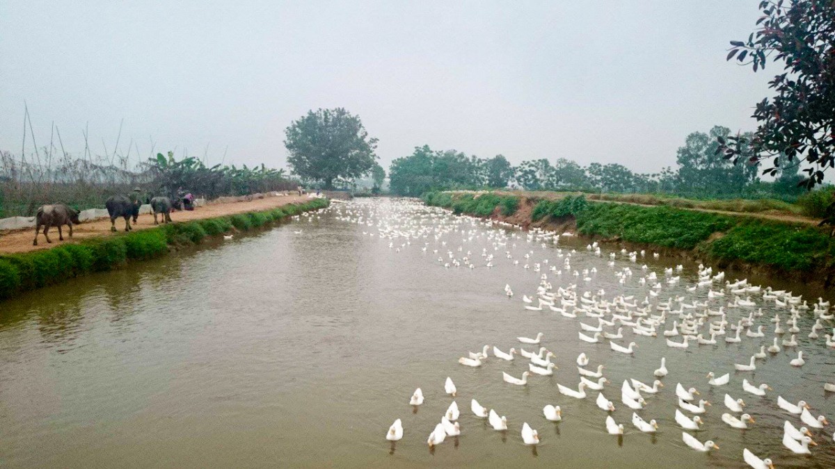 Vân Đình: Đặt mục tiêu thu nhập 130 triệu đồng/người/năm, nâng tầm các sản phẩm OCOP