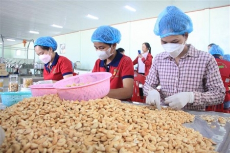 Ngành điều Việt Nam hướng đến sản xuất và tiêu thụ xanh