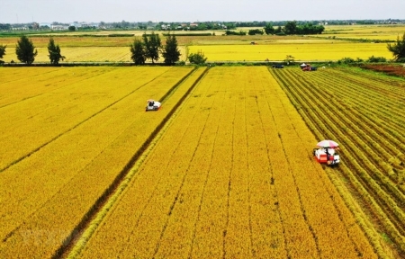 Giá gạo xuất khẩu ổn định, dự báo thương mại lúa gạo lạc quan