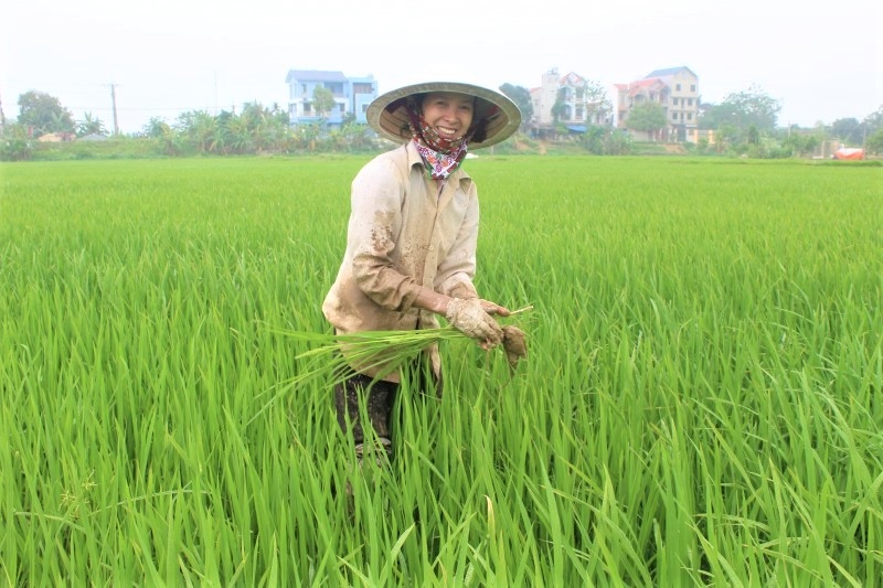 Nông dân tăng gấp đôi thu nhập từ giải pháp canh tác lúa hữu cơ Pamci