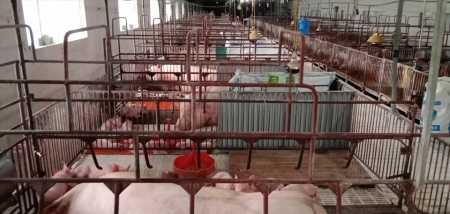 Giá lợn hơi bất ngờ tăng mạnh, có nơi đạt mức 61.000 đồng/kg