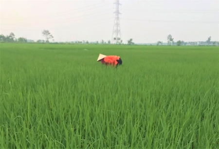Phụ nữ Thanh Oai ứng dụng khoa học kỹ thuật vào sản xuất nông nghiệp xanh