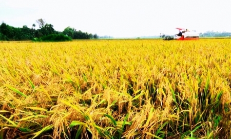 Giá gạo xuất khẩu của Việt Nam cao nhất trong 4 nước xuất khẩu gạo