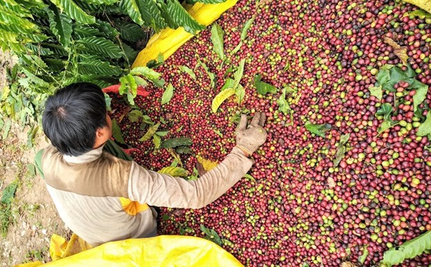 Thêm nhiều cơ hội gia tăng xuất khẩu cà phê vào thị trường Hoa Kỳ