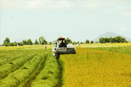 Gạo Việt đang chinh phục những thị trường "khó tính" bậc nhất