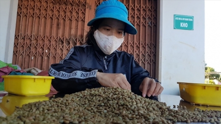 Hỗ trợ doanh nghiệp đẩy mạnh xuất khẩu cà phê sang Trung Quốc