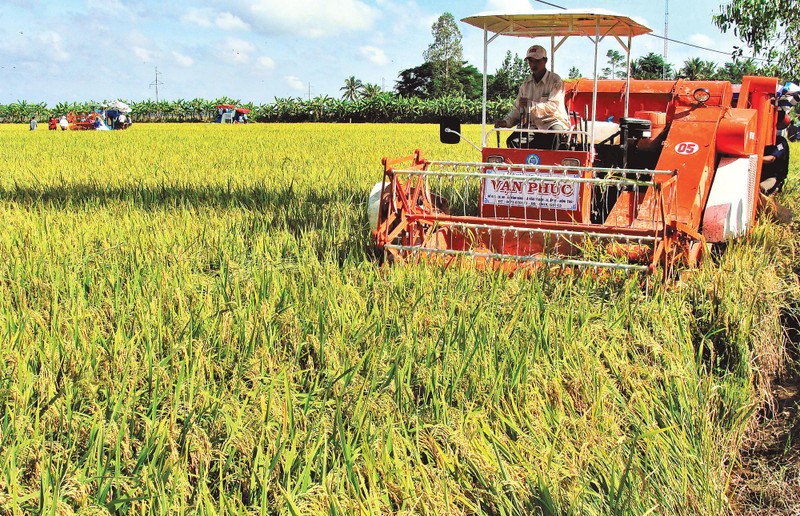 Hợp tác xã nông nghiệp đóng vai trò quan trọng trong việc tổ chức sản xuất, liên kết tiêu thụ lúa gạo cho nông dân. (Ảnh PHONG NGUYỄN) 
