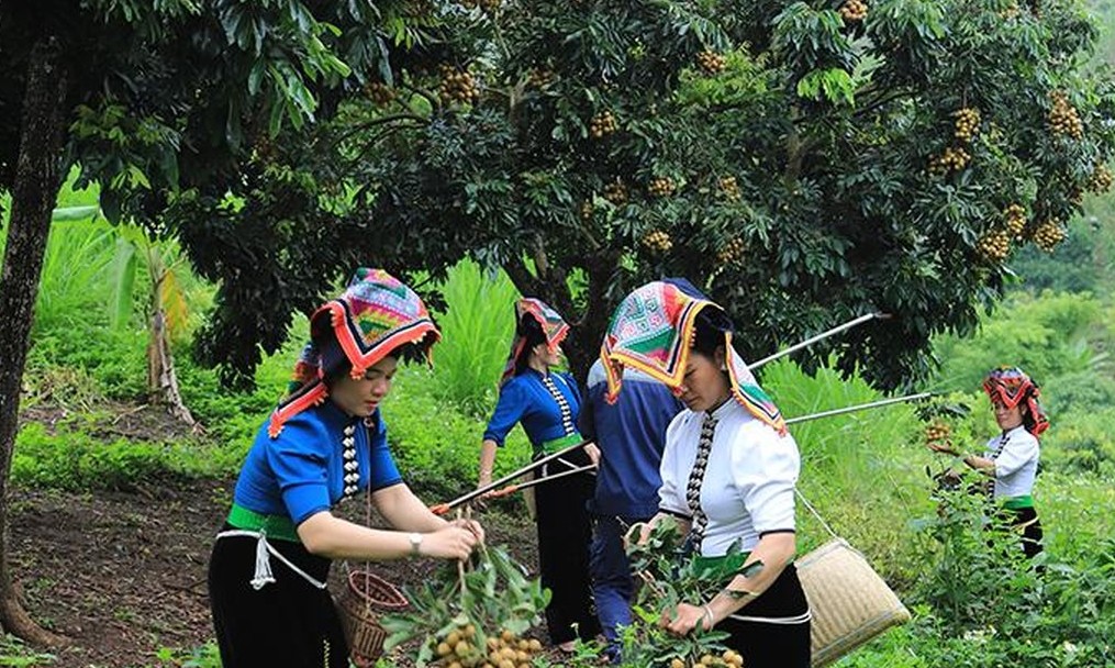 Đa dạng thị trường tiêu thụ nhãn tươi